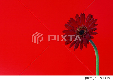 一輪の花 ビビッド 花のイメージ ガーベラの写真素材