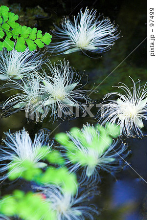 さがり花 画像 さわふじの写真素材
