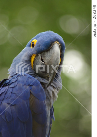 千葉市動物公園 スミレコンゴウインコ インコ 動物園の写真素材