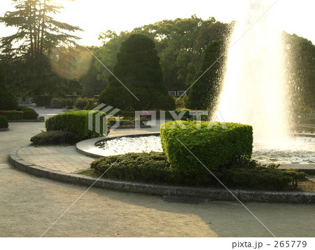 ひかり 懐かしい 植物園 背景の写真素材