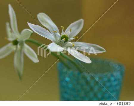 北海道函館自宅 雑草の写真素材