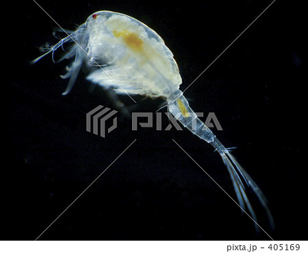 プランクトン ケンミジンコ 池 微生物の写真素材