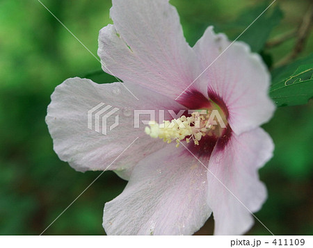 韓国の国花 ムクゲの写真素材