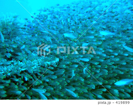 魚の群れの写真素材