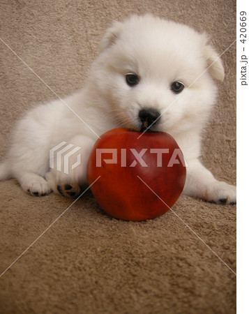 生後４０日の日本スピッツの赤ちゃんの写真素材