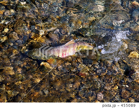 鮭の産卵の写真素材