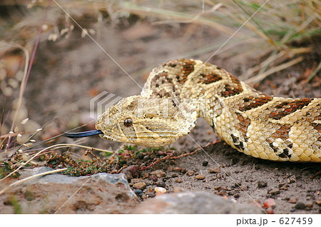 ヘビ 蛇 パフアダー ケニアの写真素材