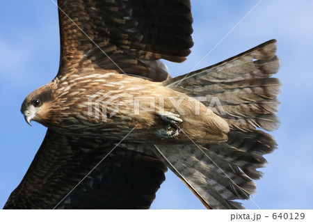 とぶ とり 飛ぶ 鳥の写真素材 - PIXTA