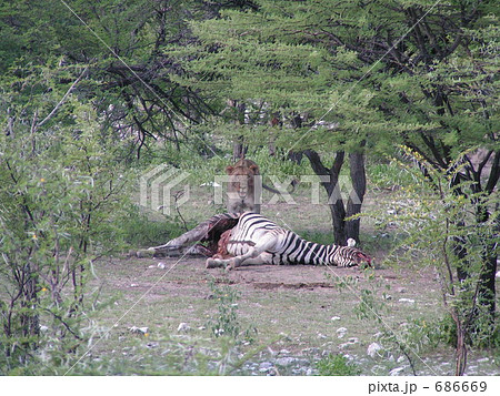 弱肉強食 サバンナ アフリカの写真素材