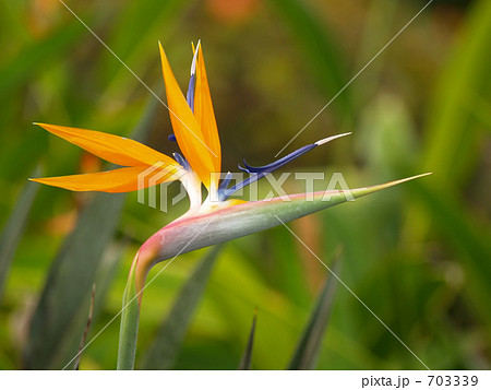 極楽花鳥の花の写真素材