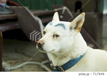 眉毛犬の写真素材