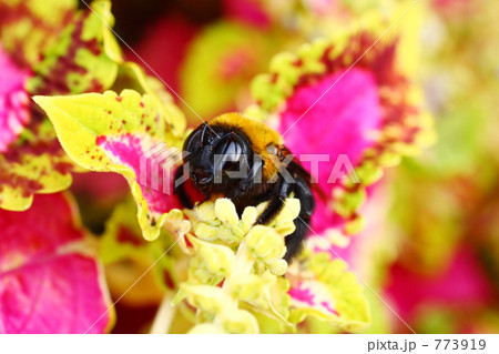 採集 クマンバチ クマバチ 蜂蜜の写真素材