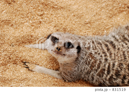 動物界のギャング Suricata Suricatta ティモン スリカータの写真素材