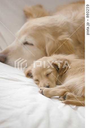 ゴールデンレトリバー 犬 動物 ミニチュアダックスの写真素材