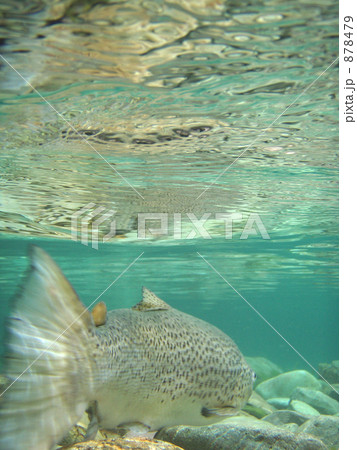 水中写真 渓流 ニュージーランド 淡水魚の写真素材
