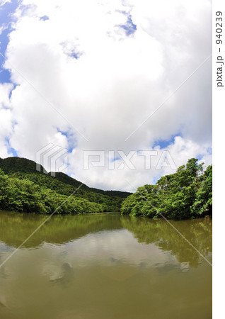 塩性湿地の写真素材