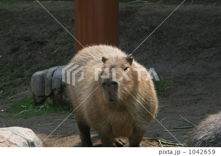 カピバラ 茶色 円山動物園の写真素材 Pixta