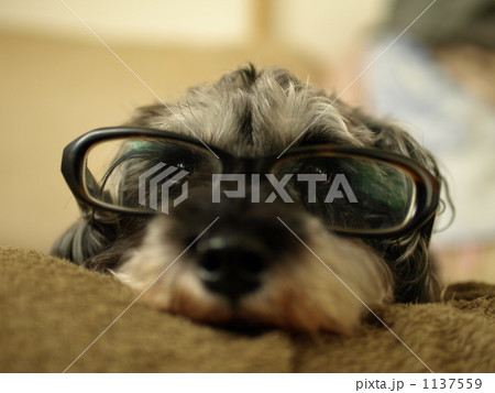 犬 シュナウザー 接写 メガネの写真素材