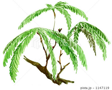ネムの木 イラストのイラスト素材
