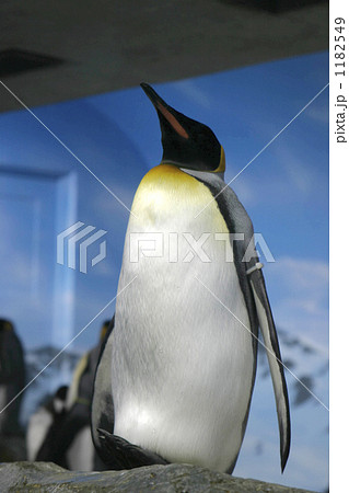 皇帝ペンギン 水族館 海の生き物 一匹の写真素材