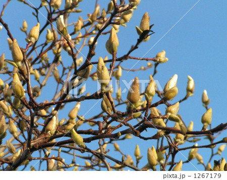 コブシ 蕾 美浜区 沢山の写真素材