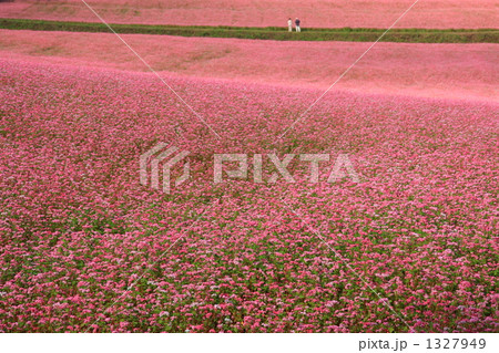 赤そばの花咲く 美馬市美馬町三頭山付近 - にし阿波暮らし「四国