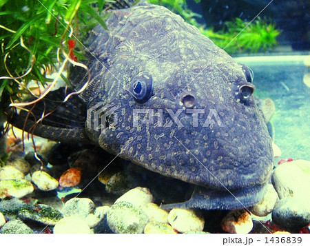 熱帯魚 プレコ アップの写真素材