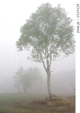 霧 木立 霧中 木の写真素材 - PIXTA