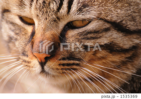 まだら模様 髭 見つめる 野良猫の写真素材