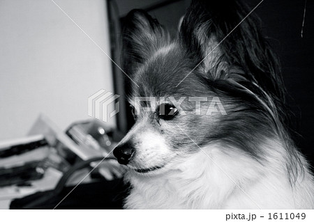犬 小型犬 パピヨン 白黒の写真素材