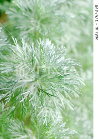 アルテミシア 植物の写真素材