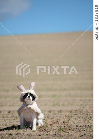 犬 コスプレ 洋服 自然の写真素材