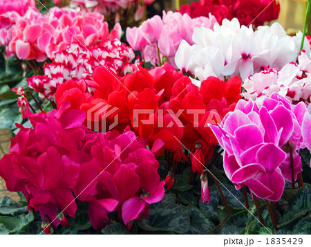 鉢花 園芸種 球根植物 ぶたのまんじゅうの写真素材
