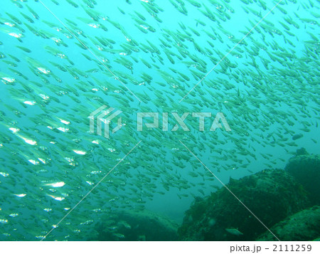 魚の群れの写真素材
