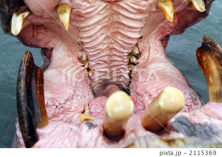 咽喉の奥 正面 カバの写真素材 Pixta