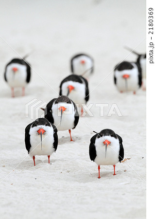 クロハサミアジサシの写真素材