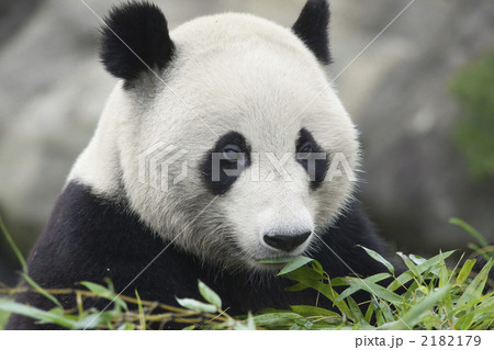 陸上動物 ジャイアントパンダ 黒と白 絶滅危惧種の写真素材