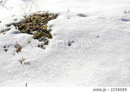 雪 芽吹く 草の芽 雪解けの写真素材