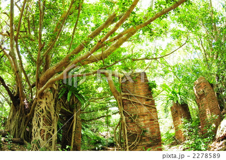 蔦 遺跡 自然 風景 ジャングルの写真素材