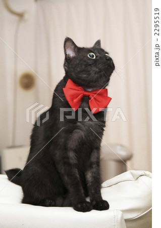 リボン 黒猫 猫 アメリカンショートヘアーmixの写真素材