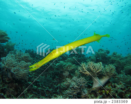 ヘラヤガラ ヤガラ 黄色 沖縄 魚類 細長い魚の写真素材