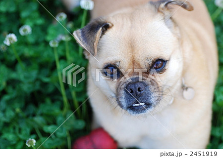 犬 パグ 伏せ ペットの写真素材