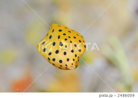 ハコフグの幼魚の写真素材
