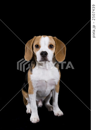 おすわり ビーグル 動物 犬の写真素材
