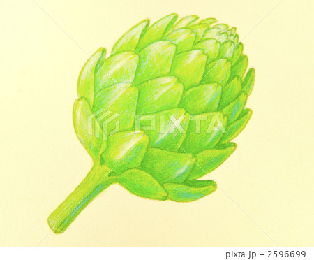 アーティーチョークのイラスト素材 - PIXTA