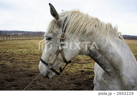 白馬 横顔 サラブレッド 競走馬の写真素材