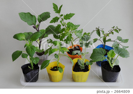 スイカ苗 ポリポットの写真素材