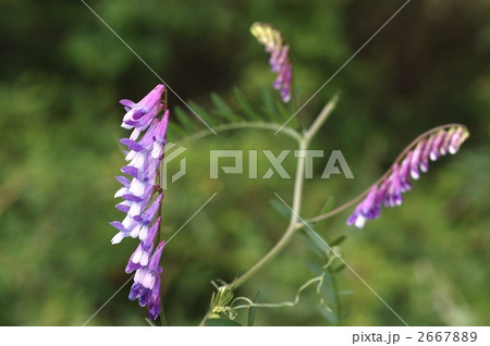 雑草 帰化植物 青紫色の花 ツル性植物の写真素材