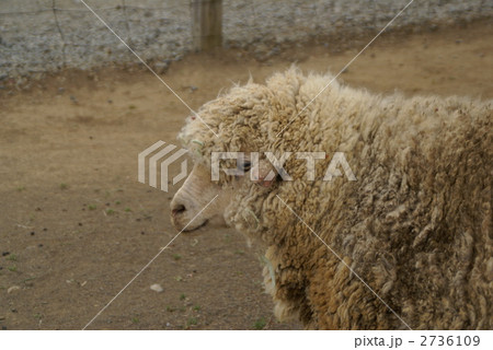 メリノ種 羊の写真素材