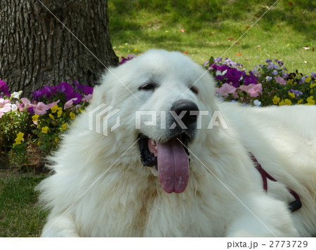 ピレネー犬の写真素材